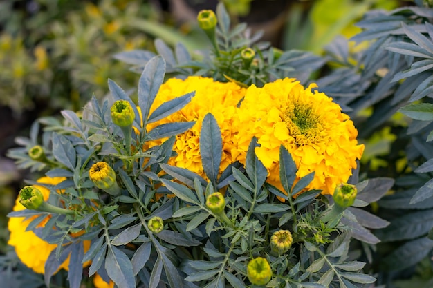 庭のつぼみと黄色のマリーゴールドの花のクローズアップショット プレミアム写真
