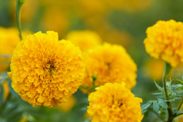 Premium Photo | Yellow marigolds (tagetes erecta linn.)