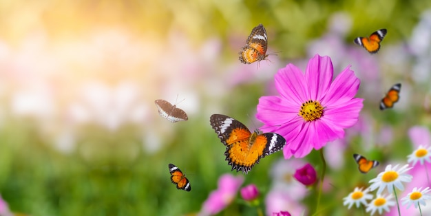 The yellow orange butterfly is on the white pink flowers in the green grass fields Premium Photo