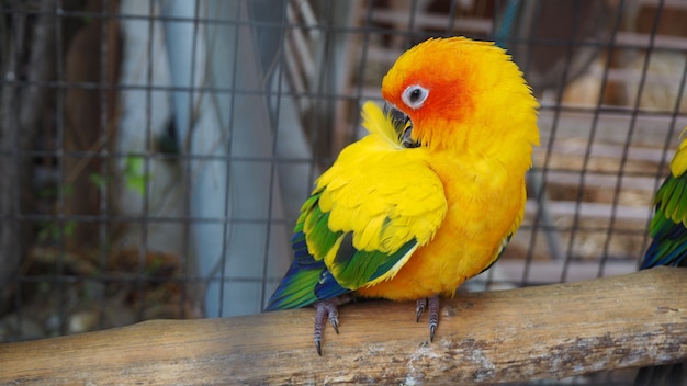 Premium Photo | Yellow and orange parrot in a cage at public park ...