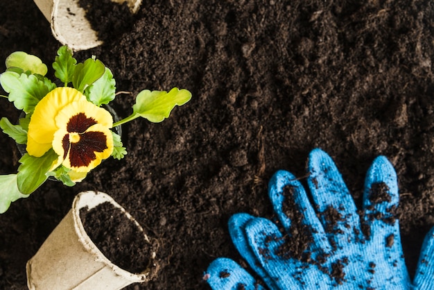 ピートポットと肥沃な土壌に青い園芸用手袋黄色パンジーの花植物 無料の写真