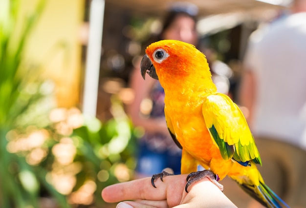 Premium Photo | Yellow parrot, sun conure