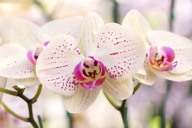 Premium Photo | Yellow phalaenopsis orchid flower