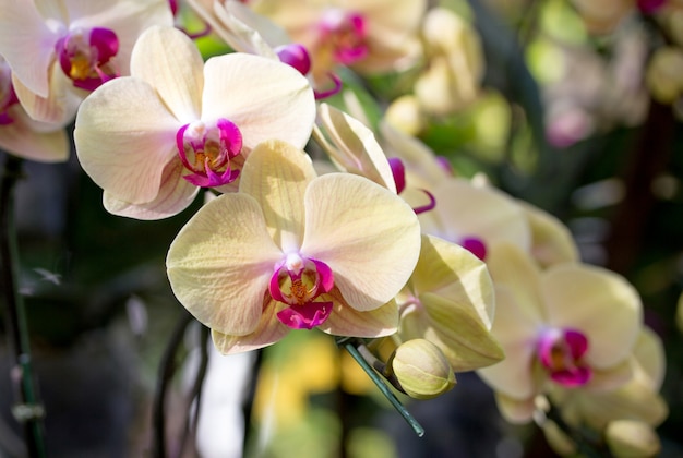 Premium Photo | Yellow phalaenopsis orchid flower