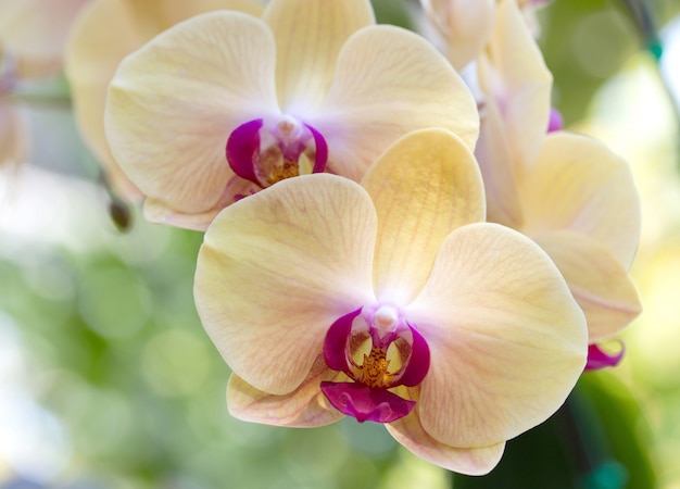 Free Photo | Yellow phalaenopsis orchid flower