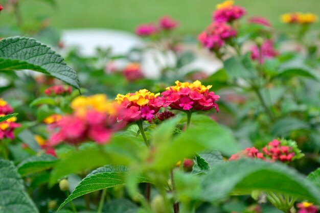 Yellow And Pink Flowers 