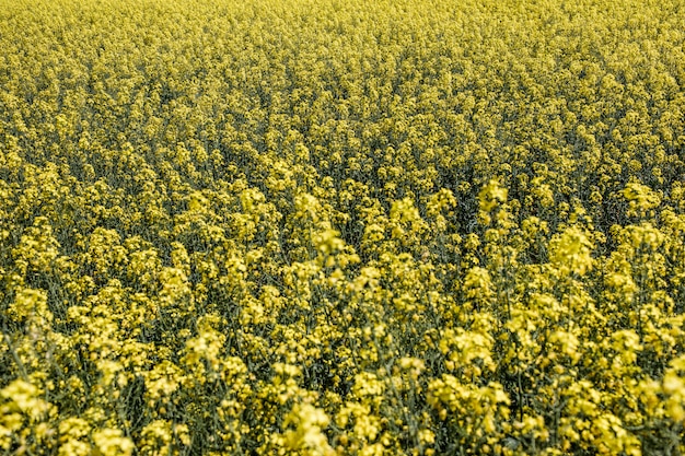 Premium Photo | Yellow rapeseed field