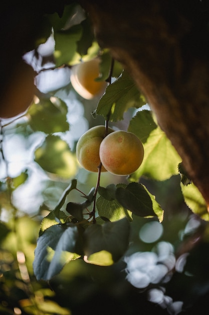 Free Photo | Yellow round fruit on tree