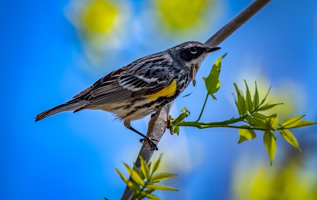 キヅタアメリカムシクイ Setophaga Coronata 無料の写真