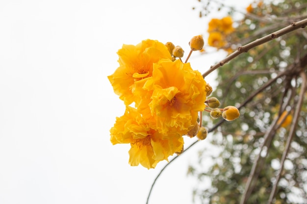 Premium Photo Yellow Silk Cotton Tree Flowers