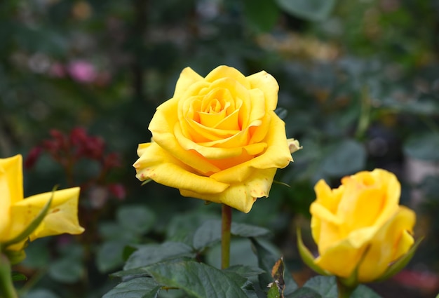 Premium Photo | Yellow tea rose with leaves on green