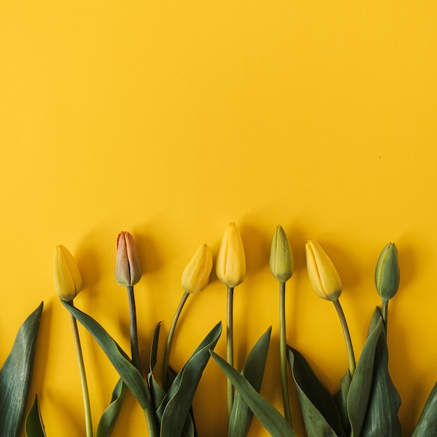 Premium Photo | Yellow tulip flowers on yellow. flat lay, top view ...