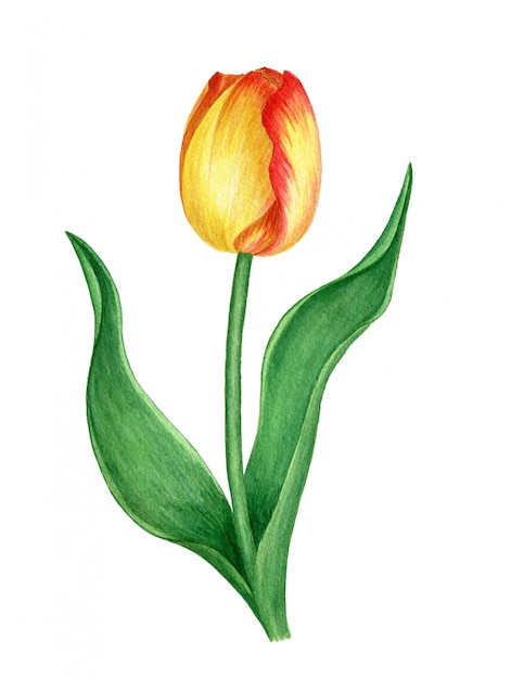 Premium Photo | Yellow tulip isolated watercolor illustration