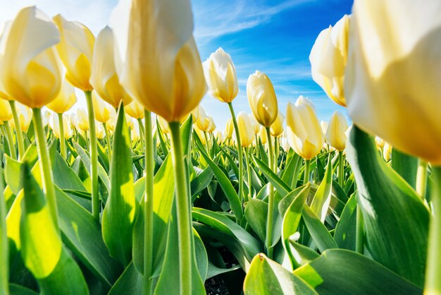 Premium Photo Yellow Tulips Closeup