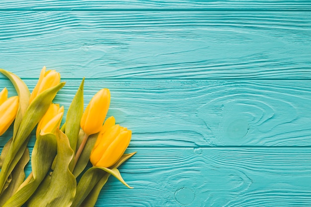 Yellow tulips on turquoise background Free Photo Yellow tulips on turquoise background Free Photo
