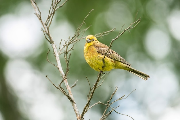 苔むした枝にキアオジ Emberiza Citrinella この鳥は部分的に渡り鳥であり 個体群の多くはさらに南に越冬しています プレミアム写真