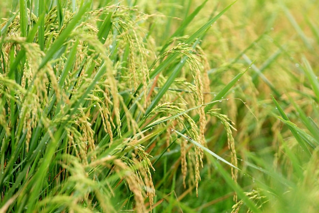 Yellowing rice is ready for harvest Photo | Premium Download