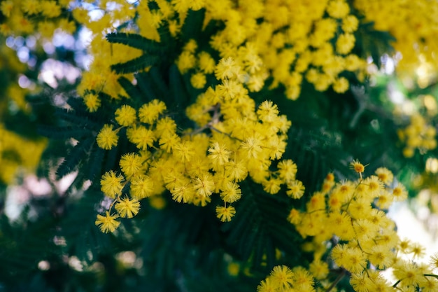 Premium Photo | Yelow flowers