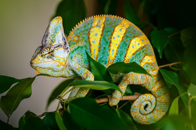 Premium Photo | Yemen chameleon