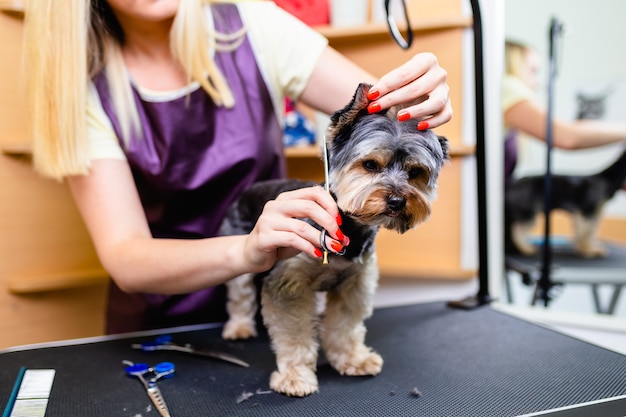 Premium Photo | Yorkshire terrier at grooming salon.