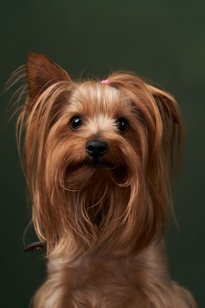ヨークシャーテリアの肖像画 クローズアップ 緑の背景にポーズかわいいヨークシャーテリアの子犬 プレミアム写真