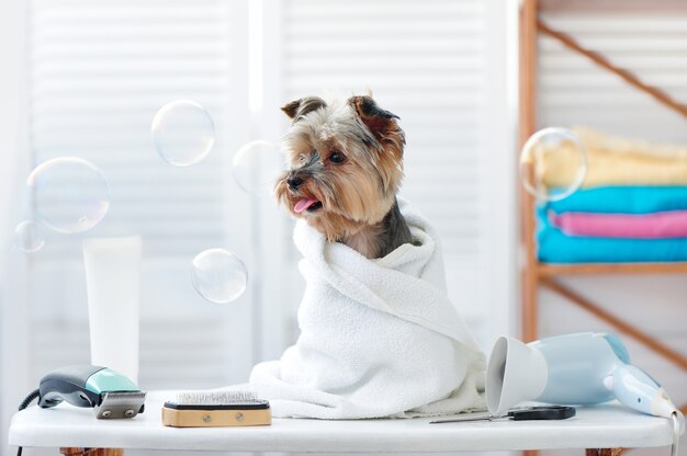 Yorkshire terrier in a towel looking to the flying soap bubbles ...