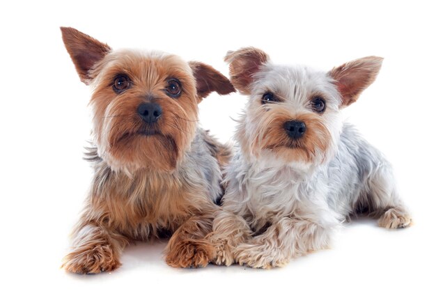 Yorkshire terriers Premium Photo