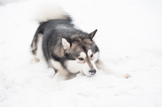 雪の中で遊ぶ若いアラスカン マラミュート 雪に覆われた鼻 犬の冬 プレミアム写真