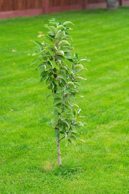 Premium Photo | A young apple sapling grows on the lawn in the backyard ...