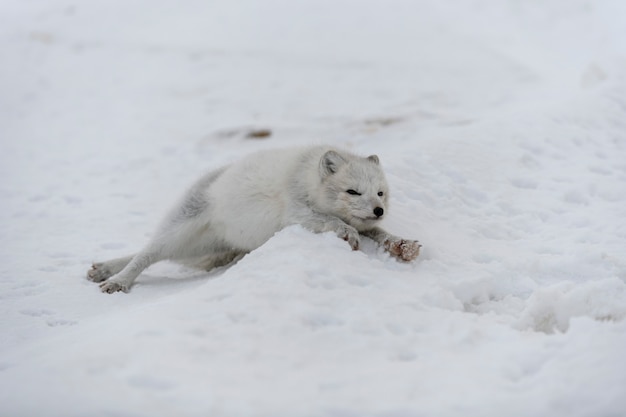 Premium Photo | Young arctic fox in winter tundra. grey arctic fox puppy.