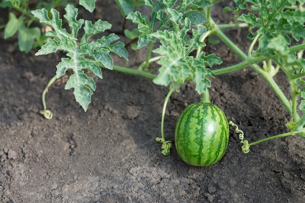 Premium Photo | Young baby watermalon growing in eco garden