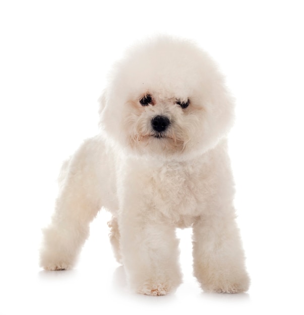 Young bichon frise in front of white Premium Photo