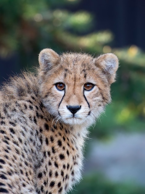 Premium Photo | Young cheetah