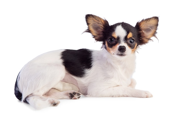 Premium Photo | Young chihuahua lying with a bandage after an operation ...