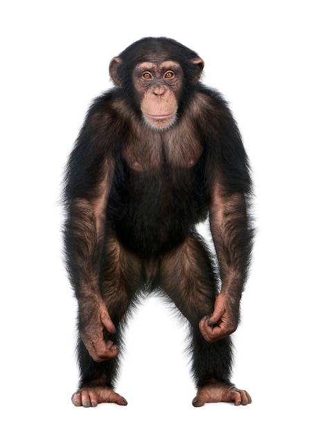 Young chimpanzee standing  up  like a human simia 