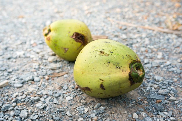 Premium Photo | Young coconut fruit close up