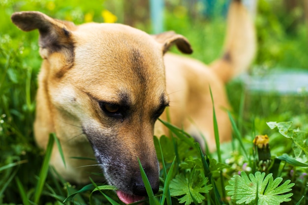 Why does my dog eat grass