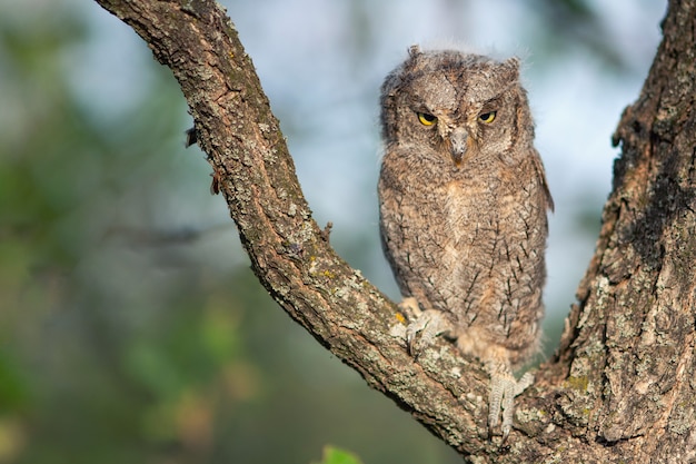 Premium Photo Young European Scops Owl Otus Scops Sitting On A Branch