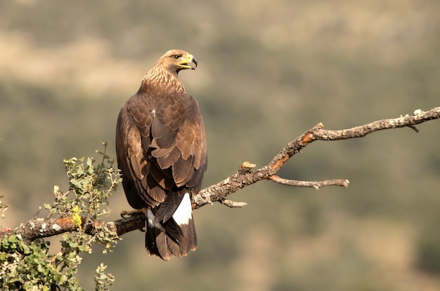 Premium Photo | Young female golden eagle in a mountain territory at ...