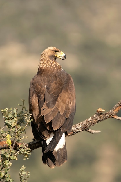 Premium Photo | Young female golden eagle in a mountain territory at ...