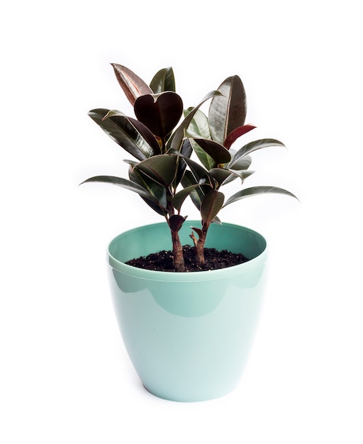 Young ficus melany - one of the varieties of ficus elastica Premium Photo