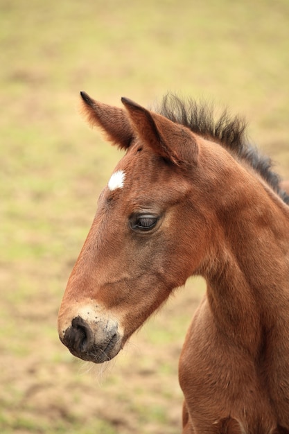 Premium Photo | Young foal has his first steps in the meadow