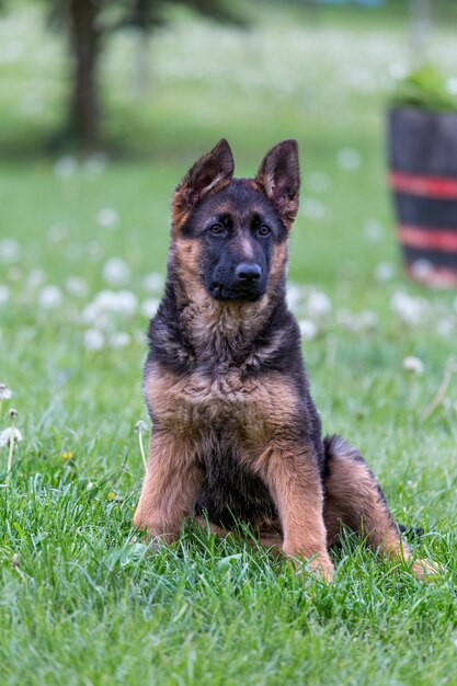 Premium Photo | Young german shepherd portrait