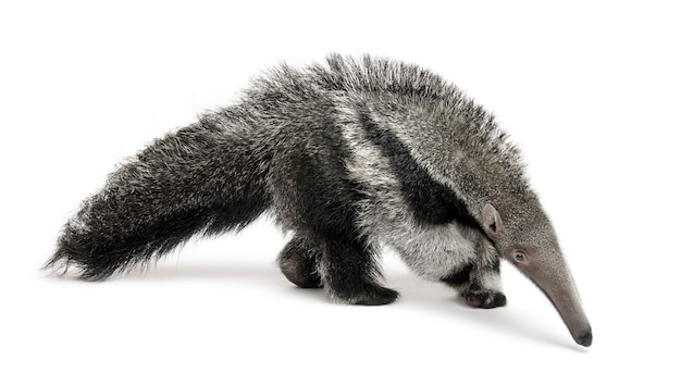 Premium Photo | Young giant anteater - myrmecophaga tridactyla