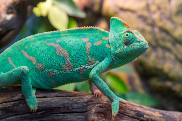 Premium Photo | Young green chameleon. natural habitat. cute pet. fauna