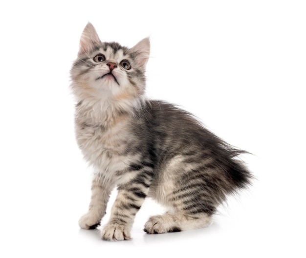 Premium Photo | Young kurilian bobtail in front of white surface