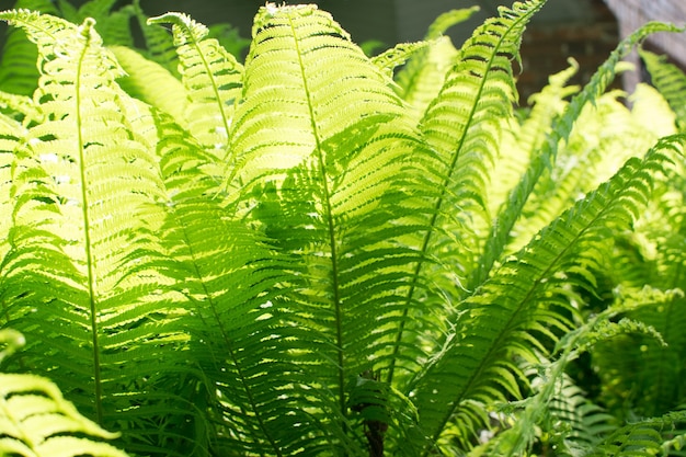 Premium Photo | Young light green fern leaves illuminated by sun.