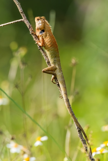 Premium Photo | Young lizard stay on tree branch