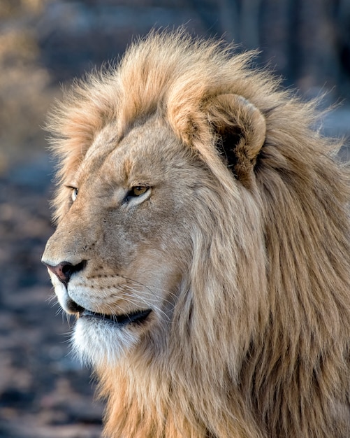南アフリカの横顔の若い雄ライオン プレミアム写真