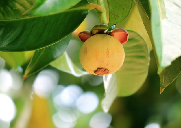 Mangosteen Fruit Tree - Mangosteen : Maybe you would like to learn more about one of these?